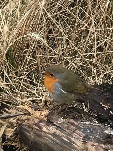 Roodborst in Nationaal Park Hollandse Duinen