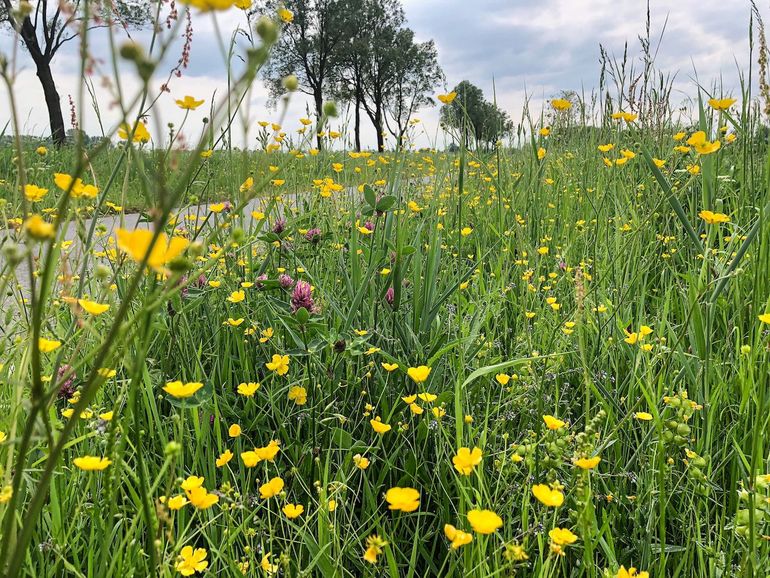 Bloemrijke berm