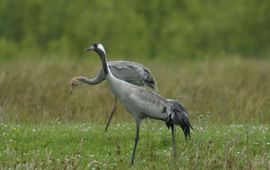 Kraanvogel met jong van negen weken