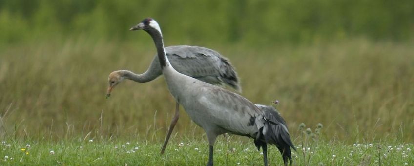 Kraanvogel met jong van negen weken