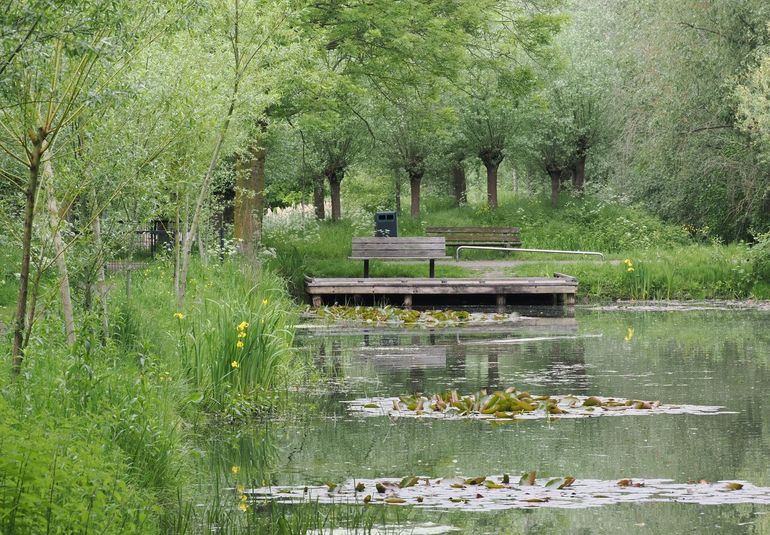 Motmuggen vind je meestal op vochtige plaatsen. Langs deze vijver in Utrecht zijn zeven soorten gevonden