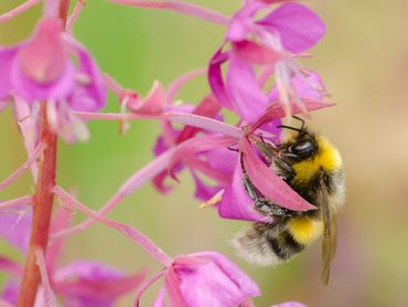 Ook de veldhommel werd tijdens het onderzoek in de graslanden aangetroffen