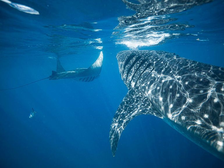 Walvishaai en mantarog, de grootse haai en rog ter wereld