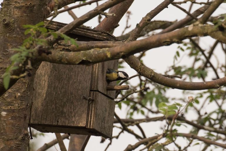 Koolmees in een nestkast