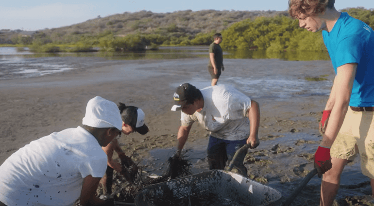 Vrijwilligers aan het werk in een mangrovegebied op Aruba
