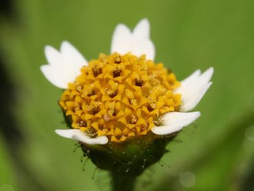 Het hartje van harig knopkruid bestaat uit vele buisbloemen