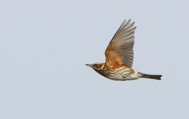 In de vlucht toont de Koperwiek de roestbruine ondervleugel