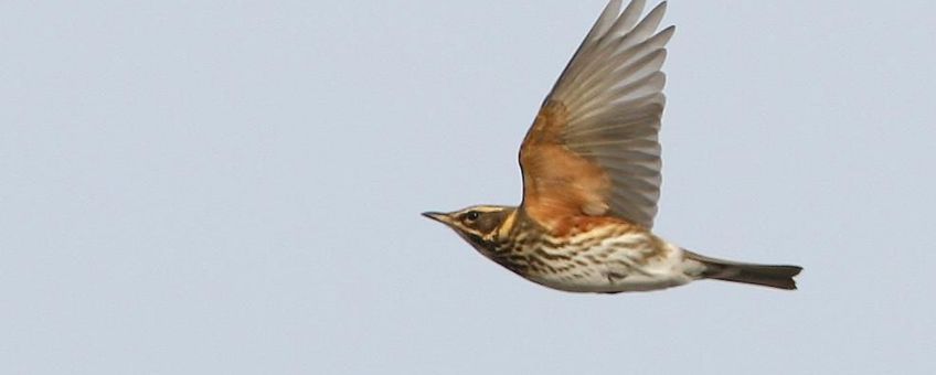 In de vlucht toont de Koperwiek de roestbruine ondervleugel