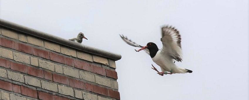 Scholeksters op het dak