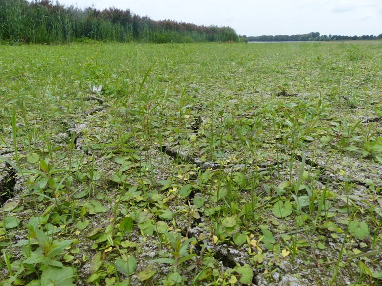 Effect van de droogval in augustus 2020: onder andere riet en watergentiaan komen op. De rietkraag op de achtergrond breidt uit dankzij eerdere droogval