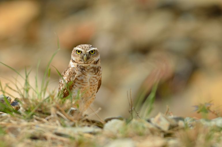 De inheemse en zeldzame Arubaanse holenuil, lokaal ook wel Shoco genoemd, van slechts 18 tot 25 centimeter groot, graaft holen voor zijn nest onder de grond