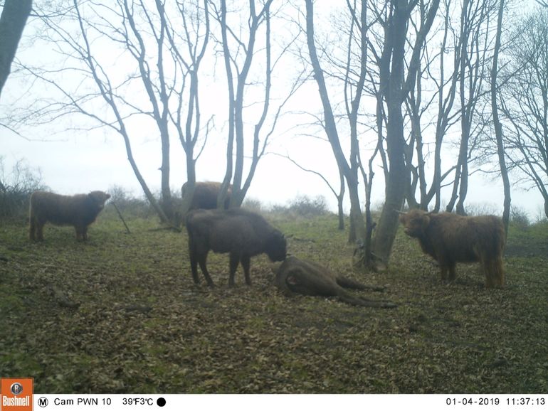 Wisentkalf bij dode wisentkoe. Schotse hooglanders op de achtergrond.