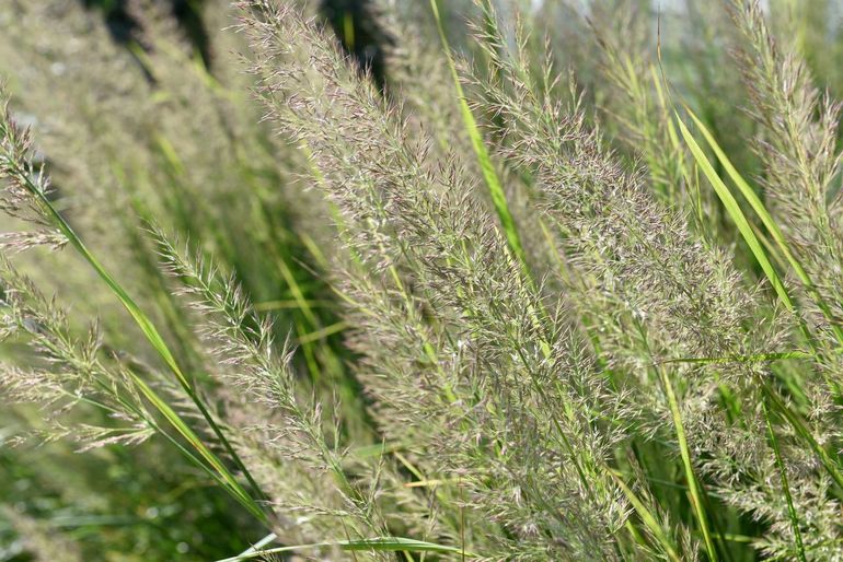 Siergras Calamagrostis brachytricha