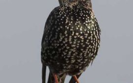 Sturnus vulgaris. Spreeuw