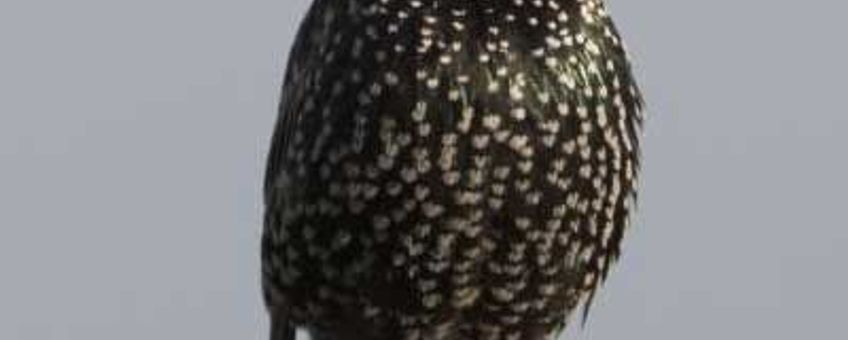 Sturnus vulgaris. Spreeuw