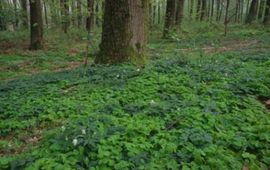 Lindebos ondergroei Den Ouden