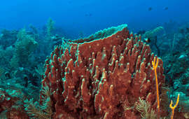 Giant barrel sponge (Xestospongia mute)