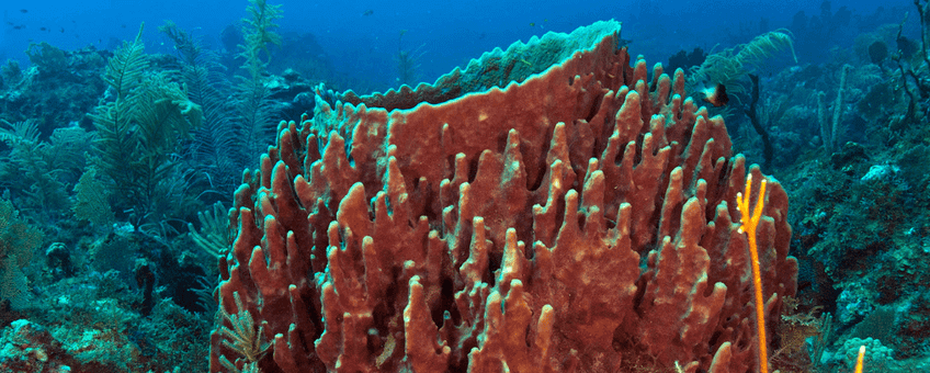 Giant barrel sponge (Xestospongia mute)