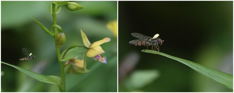 Snorzweegvlieg (Episyrphus balteatus) met pollinia van Japanse wespenorchis (Epipactis thunbergii) in Leiden