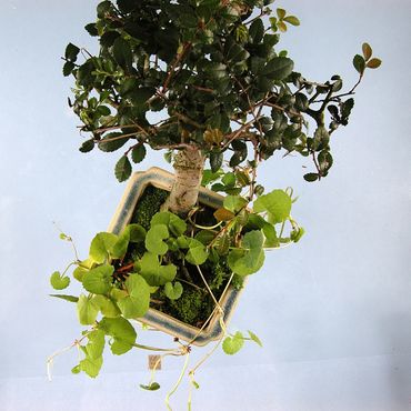Meeliftende plant bij geïmporteerde bonsai