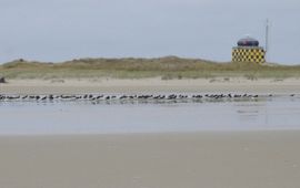 Henk-Jan van der Kolk/NIOO-KNAW Natuurgebied de Vliehors