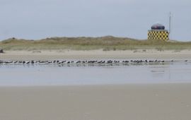 Natuurgebied de Vliehors