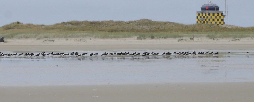 Natuurgebied de Vliehors