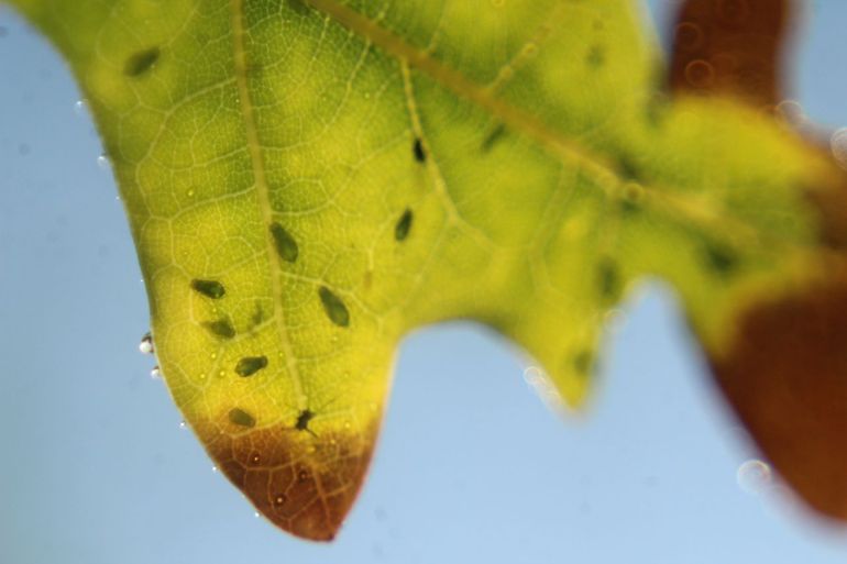 In het experiment wordt gewerkt met de algemeen voorkomende bladluizensoort Tuberculatus annulatus, die leeft van het floeëmsap uit de nerven aan de onderkant van eikenbladeren