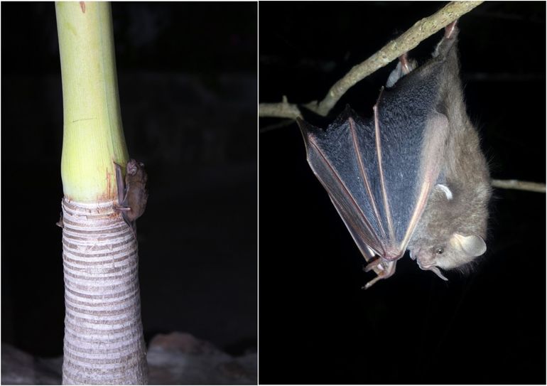 Velvety free-tailed bat Molossus molossus (links); Treebat Ardops Nichollsi (rechts)