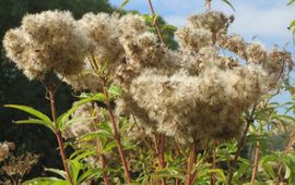 Koninginnekruid. Eupatorium cannabinum