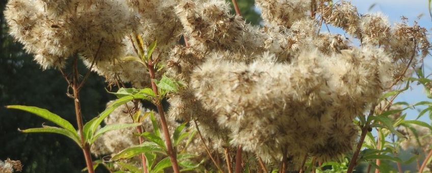 Koninginnekruid. Eupatorium cannabinum