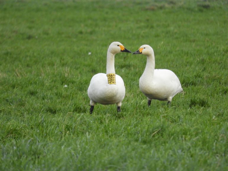 Een stel kleine zwanen