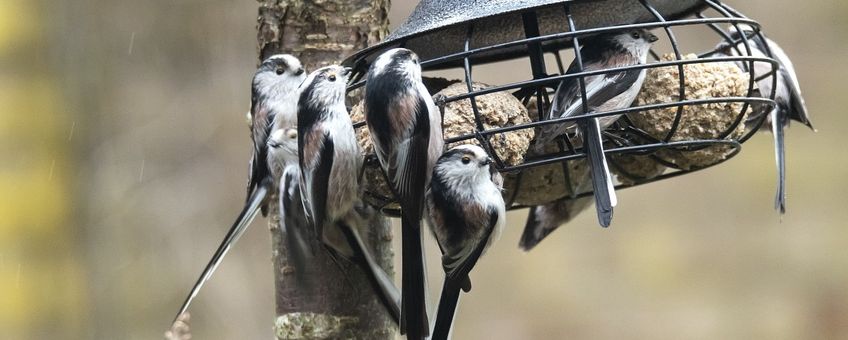 Aegithalos caudatus. Staartmees