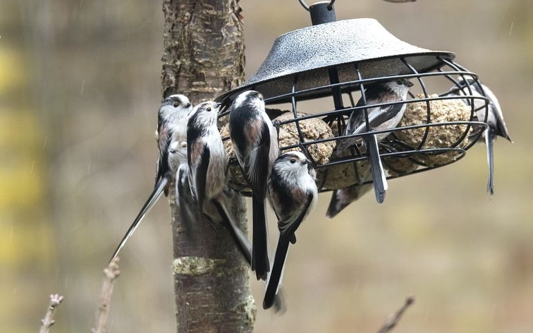 Staartmezen zie je vaak in groepjes bij elkaar