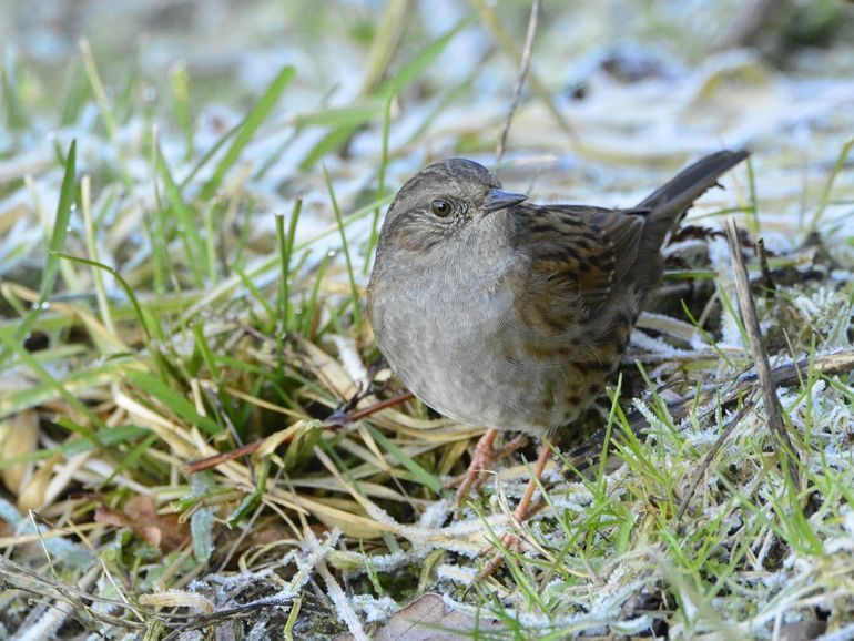 De hele winter heeft de heggenmus zijn verborgen bestaan geleid, langs de randen van de tuin...