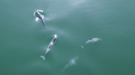 Bruinvissen in de Noordzee