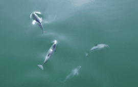 Bruinvissen in de Noordzee