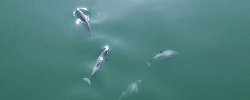 Bruinvissen in de Noordzee