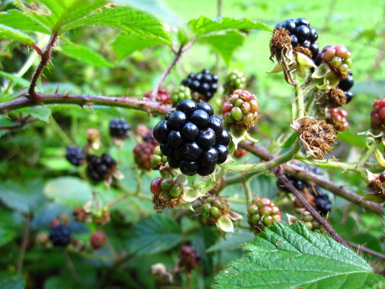 De braam (Rubus spp) is een van de inheemse soorten die kan helpen bij het aanpakken en voorkomen van dominantie van Japanse duizendknoop