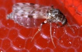 Knut, Culicoides sonorensis. Foto van Scott Bauer is rechtenvrij