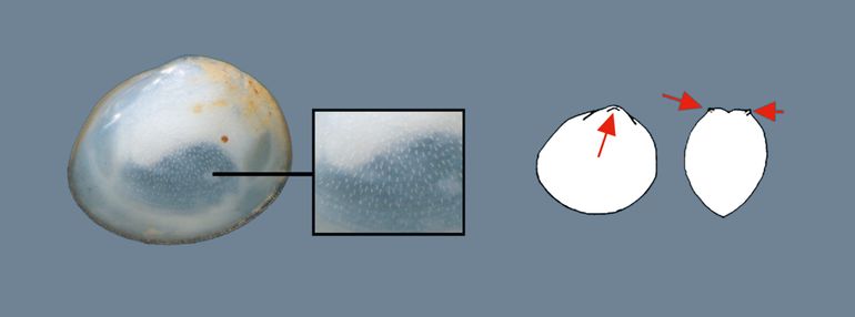 Details Samengedrukte erwtenmossel. Links: wijd uitstaande poriën over de hele schelp. Rechts: plica (verdikte richel) op de top bij de pijltjes