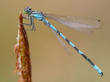 Ernstig bedreigde speerwaterjuffer gaat nog steeds achteruit