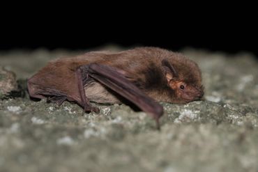 Naast meervleermuizen werden er veel andere soorten vleermuizen in het onderzoeksgebied aangetroffen, waaronder de ruige dwergvleermuis