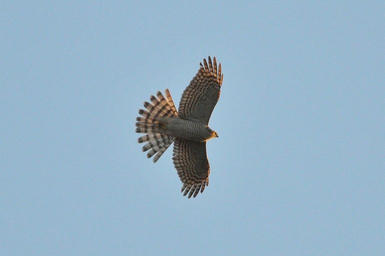 Aan alarmroepen van andere (zang)vogels merk je al dat er een sperwer in de buurt is
