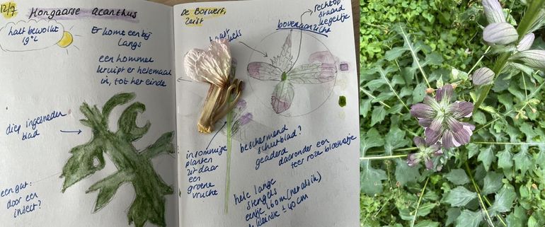 Mijn eerste nature journal en een foto van de Hongaarse acanthus &ndash; bovenaanzicht 