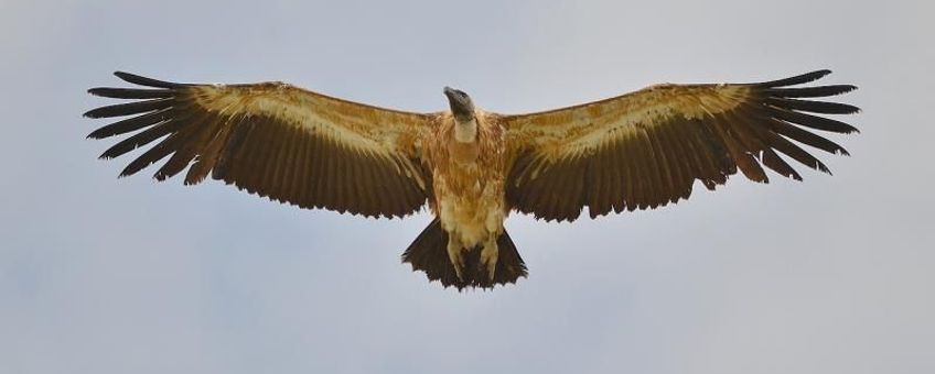 De jonge Vale Gier van Haccourt bij Luik in 2012: een indrukwekkende verschijning