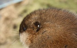 gemerkte muskusrat
EENMALIG GEBRUIK