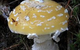 Menno Boomsluiter Aamnita muscaria var.formosa