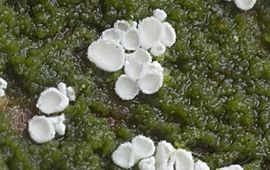Nico Dam Flagelloscypha libertiana