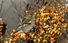 Fringilla coelebs. Vink female